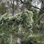 Clematis glycinoides, Headache Vine distance