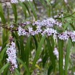 Myoporum bateae