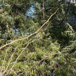 Myoporum bateae - shrub